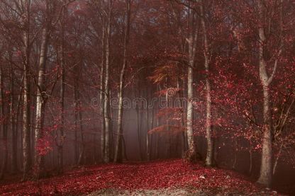 Bloodwood Forest