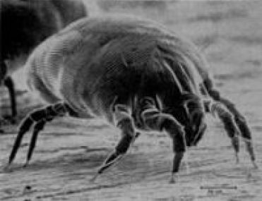 DAY OF THE DUST MITES