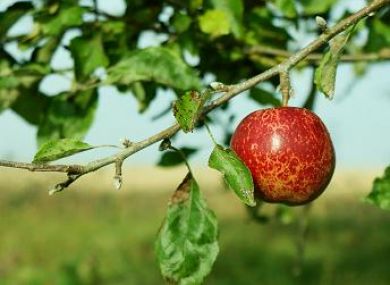 The Life of an Apple - From Birth to Rebirth