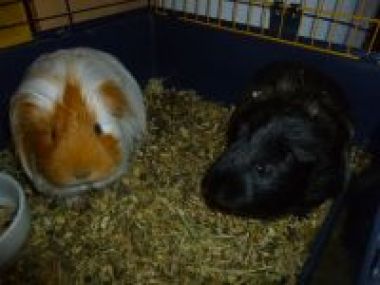 The Guinea-pigs