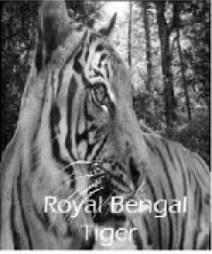 Royal Bengal Tiger!