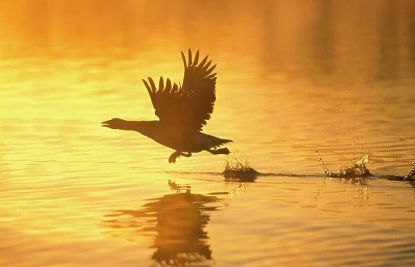 Greylag Goose