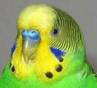 Boris the Budgerigar causes Chaos