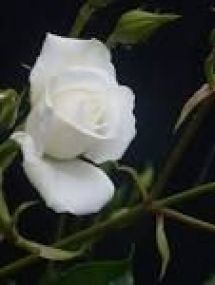 The White Rose