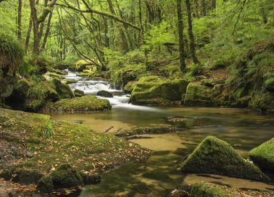 The Way The River Flows