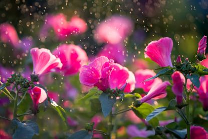 Raindrops In The Sky