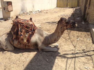 The death of a camel