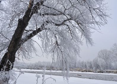 A Frosty Tree by the River