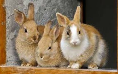 THREE BUNNIES