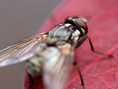 Why Does God Make Flies?