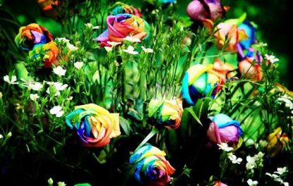 The Tale Of Rainbow Roses